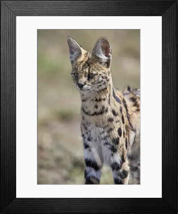 Framed Print : Serval (Felis serval), Ngorongoro Conservation Area, Tanzania, East Africa, Africa Framed Print : Serval (Felis serval), Ngorongoro Conservation Area, Tanzania, East Africa, Africa