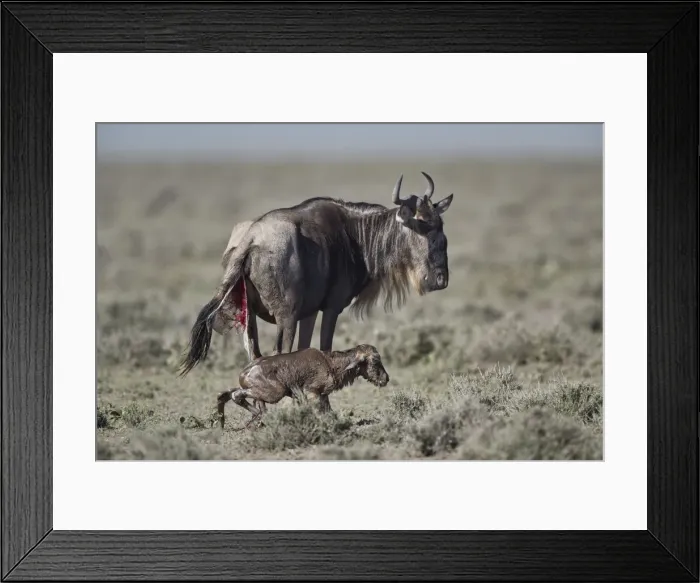Framed Print : Blue wildebeest (Connochaetes taurinus) newborn calf trying to stand for the first time Framed Print : Blue wildebeest (Connochaetes taurinus) newborn calf trying to stand for the first time