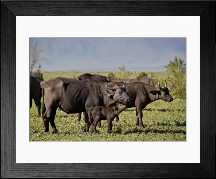 Framed Print : Cape buffalo (African buffalo) (Syncerus caffer) cow and calf, Ngorongoro Crater Framed Print : Cape buffalo (African buffalo) (Syncerus caffer) cow and calf, Ngorongoro Crater
