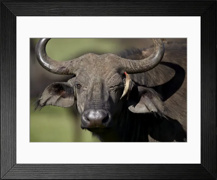 Framed Print : Red-billed oxpecker (Buphagus erythrorhynchus) on a Cape buffalo (Syncerus caffer) Framed Print : Red-billed oxpecker (Buphagus erythrorhynchus) on a Cape buffalo (Syncerus caffer)