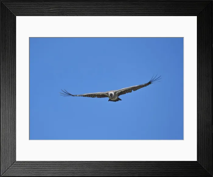 Framed Print : African white-backed vulture (Gyps africanus) in flight, Ngorongoro Crater, Tanzania Framed Print : African white-backed vulture (Gyps africanus) in flight, Ngorongoro Crater, Tanzania