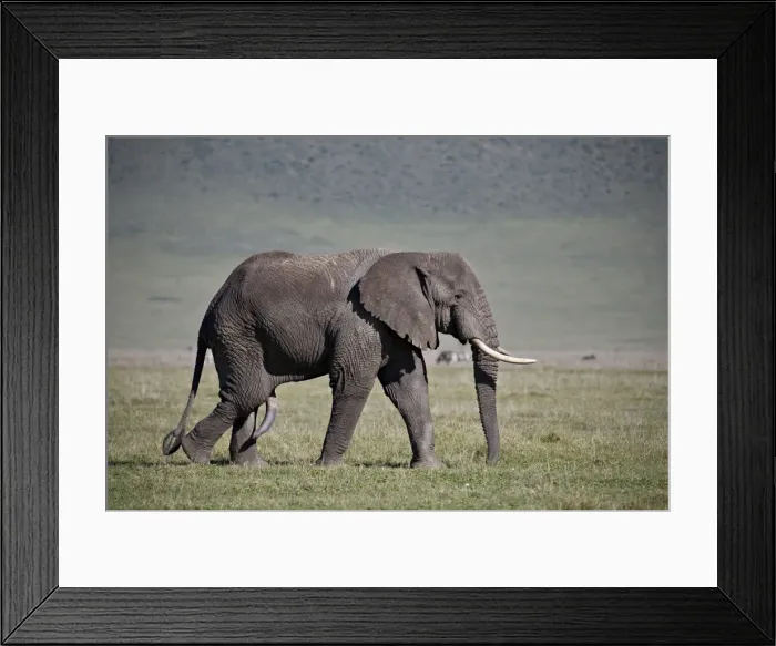 Framed Print : African elephant (Loxodonta africana) bull, Ngorongoro Crater, Tanzania, East Africa Framed Print : African elephant (Loxodonta africana) bull, Ngorongoro Crater, Tanzania, East Africa