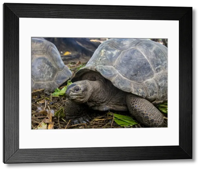 Framed Print : Aldabra giant Seychelles tortoise (Aldabrachelys gigantea), Anse Takamaka, Mahe Framed Print : Aldabra giant Seychelles tortoise (Aldabrachelys gigantea), Anse Takamaka, Mahe
