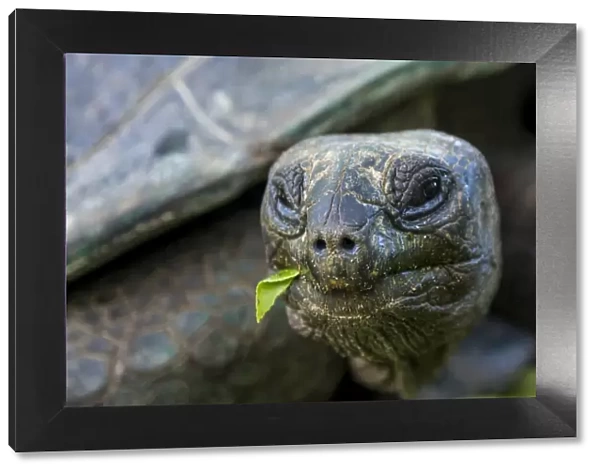 Aldabra giant Seychelles tortoise (Aldabrachelys gigantea), Anse Takamaka, Mahe