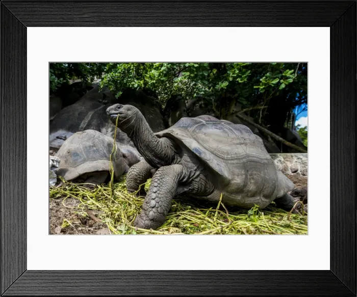 Framed Print : Giant Aldabra Seychelles tortoise (Aldabrachelys gigantea), Union Estate Park, La Digue Framed Print : Giant Aldabra Seychelles tortoise (Aldabrachelys gigantea), Union Estate Park, La Digue