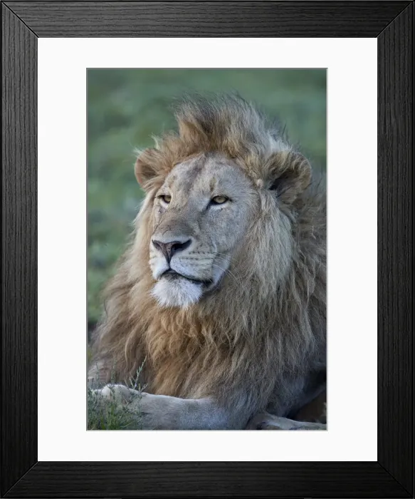 Framed Print : Lion (Panthera leo), Ngorongoro Crater, Tanzania, East Africa, Africa Framed Print : Lion (Panthera leo), Ngorongoro Crater, Tanzania, East Africa, Africa