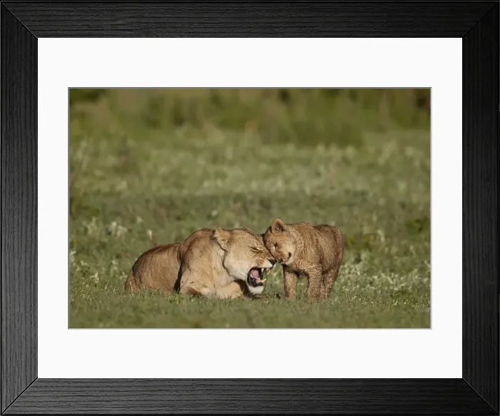Framed Print : Lion (Panthera leo) cub rubbing against its mother, Ngorongoro Crater, Tanzania, East Africa Framed Print : Lion (Panthera leo) cub rubbing against its mother, Ngorongoro Crater, Tanzania, East Africa