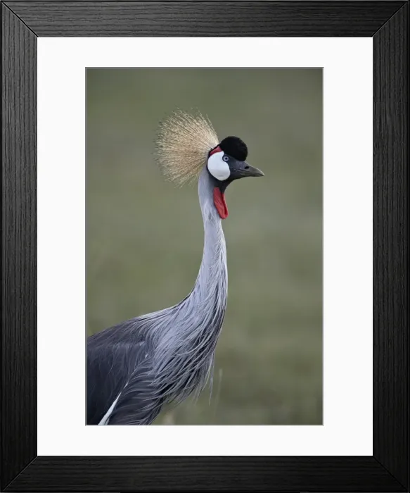 Framed Print : Grey crowned crane (Southern crowned crane) (Balearica regulorum), Ngorongoro Crater Framed Print : Grey crowned crane (Southern crowned crane) (Balearica regulorum), Ngorongoro Crater