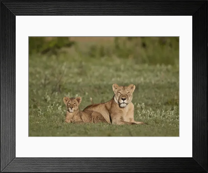 Framed Print : Lion (Panthera leo) cub and its mother, Ngorongoro Crater, Tanzania, East Africa, Africa Framed Print : Lion (Panthera leo) cub and its mother, Ngorongoro Crater, Tanzania, East Africa, Africa
