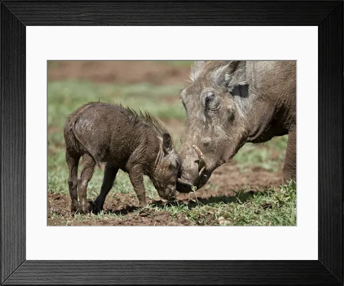 Framed Print : Warthog (Phacochoerus aethiopicus) adult and piglet, Ngorongoro Crater, Tanzania Framed Print : Warthog (Phacochoerus aethiopicus) adult and piglet, Ngorongoro Crater, Tanzania
