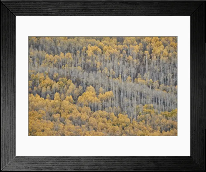 Framed Print : Yellow aspen trees in the fall, Uncompahgre National Forest, Colorado, United States of America Framed Print : Yellow aspen trees in the fall, Uncompahgre National Forest, Colorado, United States of America