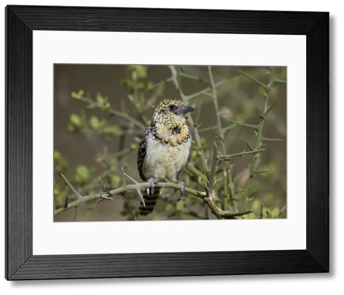 Framed Print : D Arnauds barbet (Trachyphonus darnaudii), Ngorongoro Conservation Area, Tanzania Framed Print : D Arnauds barbet (Trachyphonus darnaudii), Ngorongoro Conservation Area, Tanzania