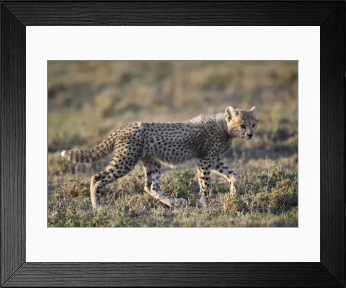 Framed Print : Cheetah (Acinonyx jubatus) cub, Ngorongoro Conservation Area, Tanzania, East Africa Framed Print : Cheetah (Acinonyx jubatus) cub, Ngorongoro Conservation Area, Tanzania, East Africa
