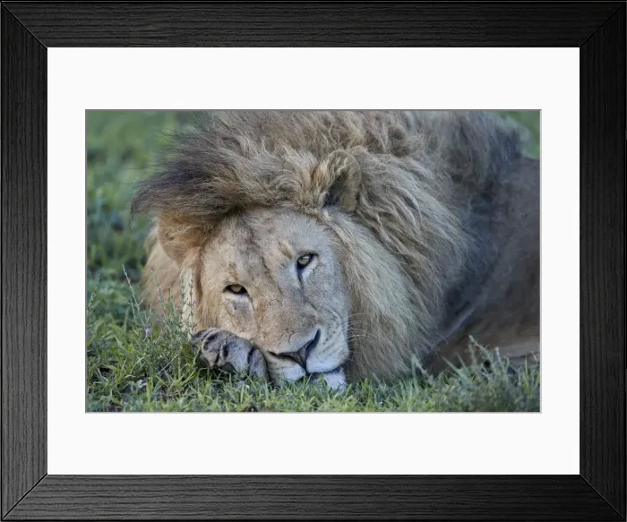 Framed Print : Lion (Panthera leo) resting, Ngorongoro Crater, Tanzania, East Africa, Africa Framed Print : Lion (Panthera leo) resting, Ngorongoro Crater, Tanzania, East Africa, Africa