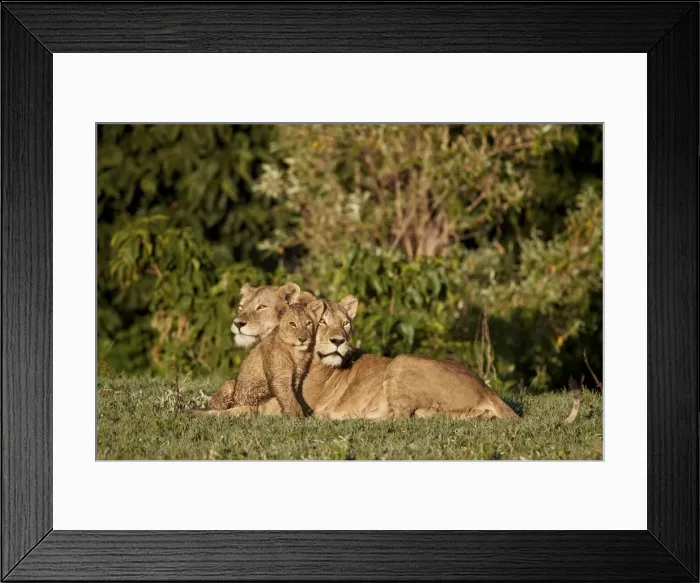 Framed Print : Two lionesses (Panthera leo) and a cub, Ngorongoro Crater, Tanzania, East Africa, Africa Framed Print : Two lionesses (Panthera leo) and a cub, Ngorongoro Crater, Tanzania, East Africa, Africa