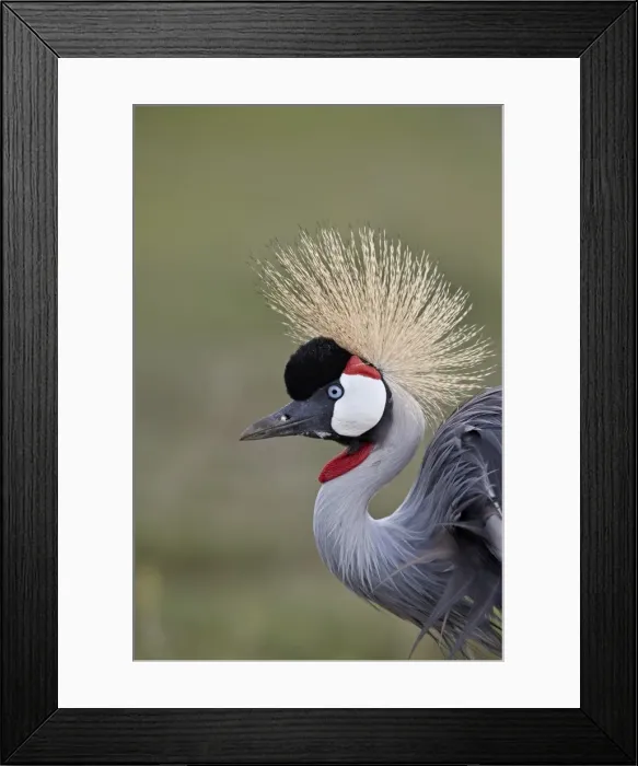 Framed Print : Grey crowned crane (Southern crowned crane) (Balearica regulorum), Ngorongoro Crater Framed Print : Grey crowned crane (Southern crowned crane) (Balearica regulorum), Ngorongoro Crater