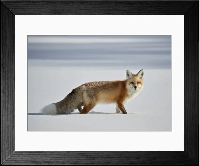 Framed Print : Red fox (Vulpes vulpes) (Vulpes fulva) in the snow in winter, Grand Teton National Park Framed Print : Red fox (Vulpes vulpes) (Vulpes fulva) in the snow in winter, Grand Teton National Park