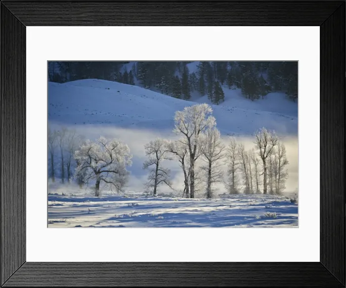 Framed Print : Backlit frost-covered cottonwood trees in the winter, Yellowstone National Park Framed Print : Backlit frost-covered cottonwood trees in the winter, Yellowstone National Park