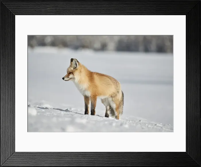 Framed Print : Red fox (Vulpes vulpes) (Vulpes fulva) in the snow in winter, Grand Teton National Park Framed Print : Red fox (Vulpes vulpes) (Vulpes fulva) in the snow in winter, Grand Teton National Park