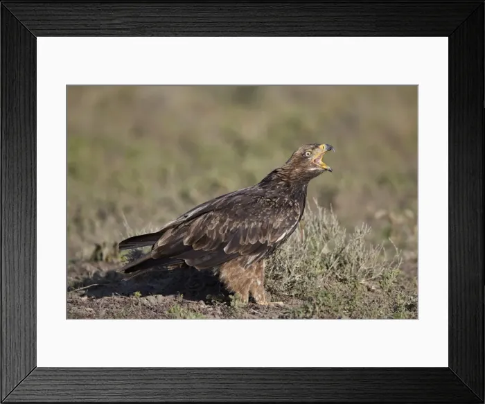 Framed Print : Tawny eagle (Aquila rapax) calling, Ngorongoro Conservation Area, Tanzania, East Africa Framed Print : Tawny eagle (Aquila rapax) calling, Ngorongoro Conservation Area, Tanzania, East Africa