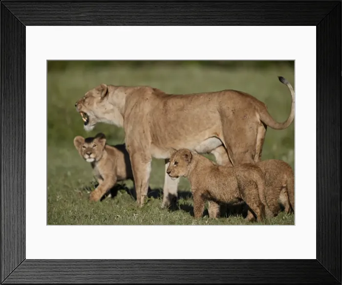 Framed Print : Lion (Panthera leo) cubs and their mother, Ngorongoro Crater, Tanzania, East Africa Framed Print : Lion (Panthera leo) cubs and their mother, Ngorongoro Crater, Tanzania, East Africa