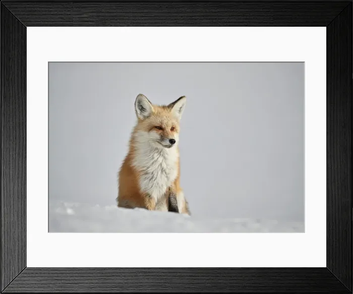 Framed Print : Red fox (Vulpes vulpes) (Vulpes fulva) in the snow in winter, Grand Teton National Park Framed Print : Red fox (Vulpes vulpes) (Vulpes fulva) in the snow in winter, Grand Teton National Park