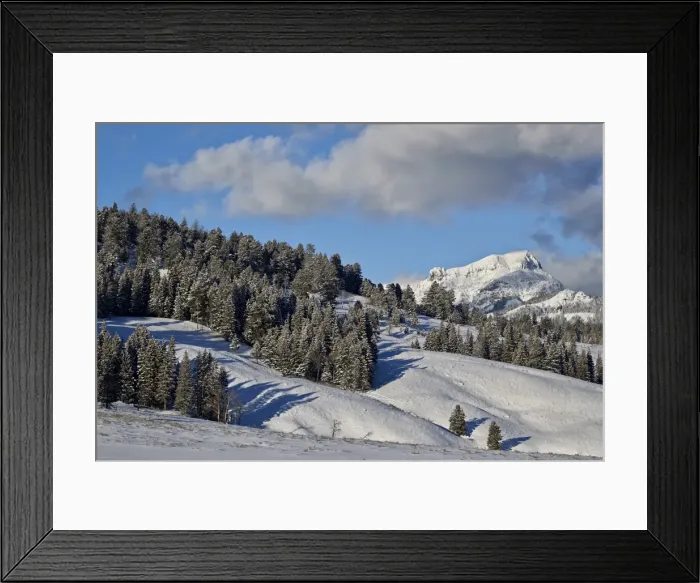 Framed Print : Fresh snow on evergreens, Yellowstone National Park, UNESCO World Heritage Site, Wyoming