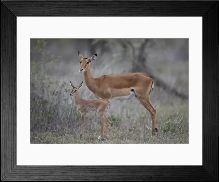 Framed Print : Impala (Aepyceros melampus) doe and minutes-old calf, Ngorongoro Conservation Area