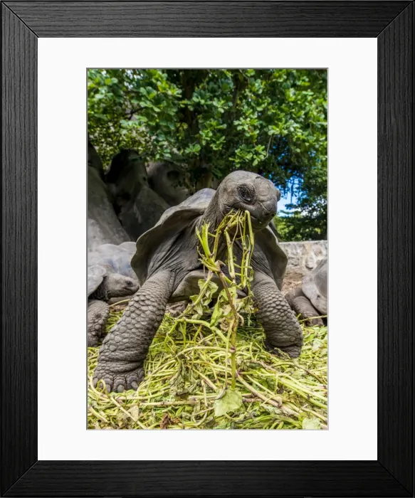 Framed Print : Giant Aldabra Seychelles tortoise (Aldabrachelys gigantea), Union Estate Park, La Digue Framed Print : Giant Aldabra Seychelles tortoise (Aldabrachelys gigantea), Union Estate Park, La Digue