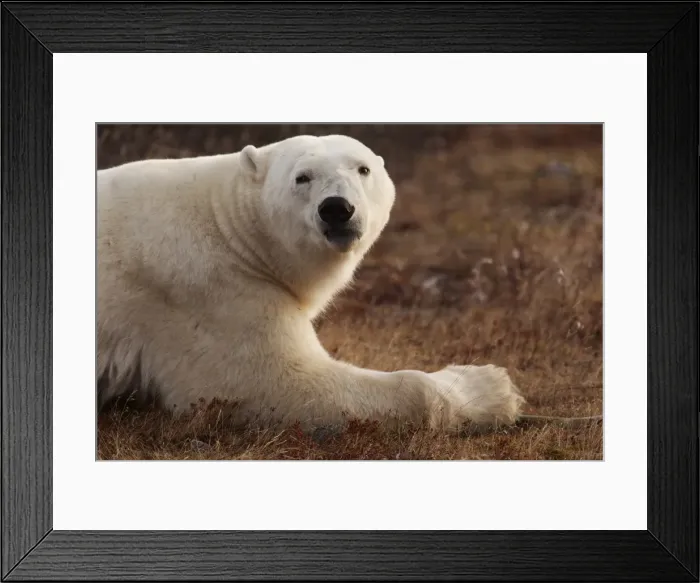 Framed Print : Alert polar bear (Ursus maritimus) on sub-arctic tundra grassland north of Churchill in Manitoba Framed Print : Alert polar bear (Ursus maritimus) on sub-arctic tundra grassland north of Churchill in Manitoba