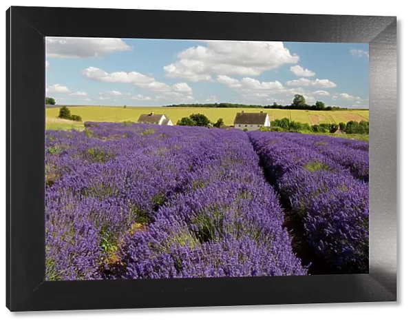 Cotswold Lavender, Snowshill, Cotswolds, Gloucestershire, England, United Kingdom, Europe
