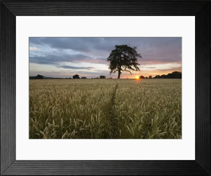 Framed Print : Wheat field and pine tree at sunset, near Chipping Campden, Cotswolds, Gloucestershire Framed Print : Wheat field and pine tree at sunset, near Chipping Campden, Cotswolds, Gloucestershire