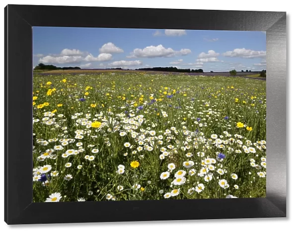 Wild flowers growing on grassland, Snowshill, Cotswolds, Gloucestershire, England