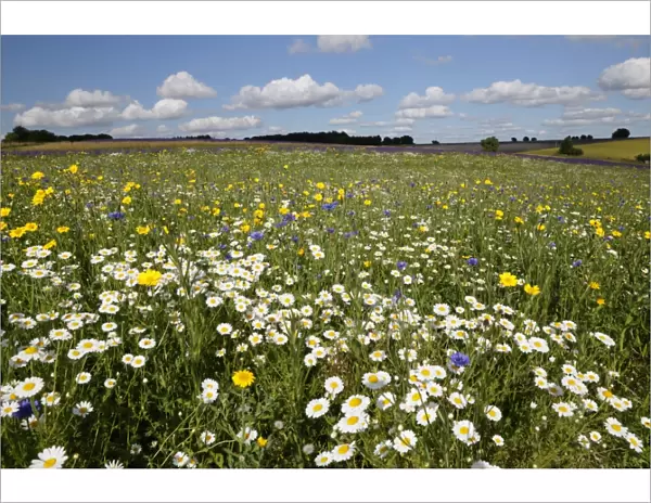 Wild flowers growing on grassland, Snowshill, Cotswolds, Gloucestershire, England