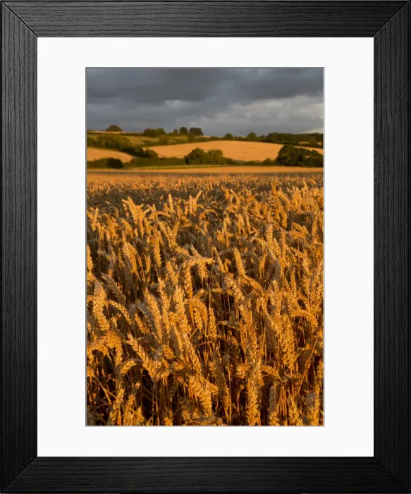 Framed Print : Wheat in evening sunlight, near Chipping Campden, Cotswolds, Gloucestershire, England Framed Print : Wheat in evening sunlight, near Chipping Campden, Cotswolds, Gloucestershire, England