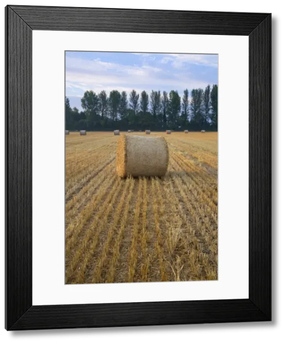 Framed Print : Round hay bales with Lombardy poplar trees, near Lechlade, Cotswolds, Gloucestershire Framed Print : Round hay bales with Lombardy poplar trees, near Lechlade, Cotswolds, Gloucestershire