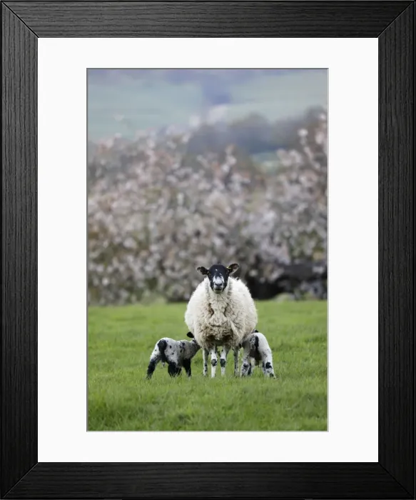 Framed Print : Ewe feeding two lambs in field in spring, Mickleton, Cotswolds, Gloucestershire, England Framed Print : Ewe feeding two lambs in field in spring, Mickleton, Cotswolds, Gloucestershire, England