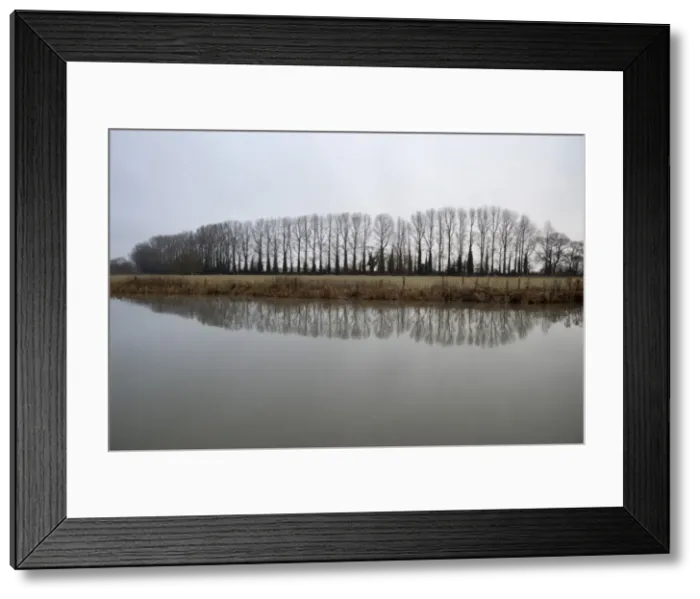 Framed Print : Line of bare trees reflected in River Thames, Lechlade, Cotswolds, Gloucestershire Framed Print : Line of bare trees reflected in River Thames, Lechlade, Cotswolds, Gloucestershire