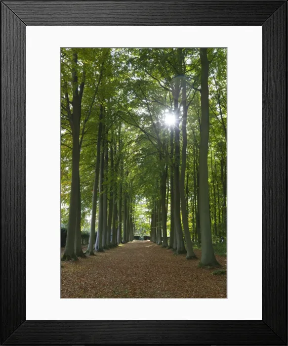 Framed Print : Avenue of beech trees, Mickleton, Cotswolds, Gloucestershire, England, United Kingdom Framed Print : Avenue of beech trees, Mickleton, Cotswolds, Gloucestershire, England, United Kingdom