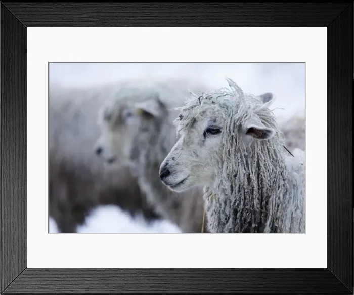 Framed Print : Cotswold Lion sheep in snow, Bourton-on-the-Hill, Cotswolds, Gloucestershire, England Framed Print : Cotswold Lion sheep in snow, Bourton-on-the-Hill, Cotswolds, Gloucestershire, England