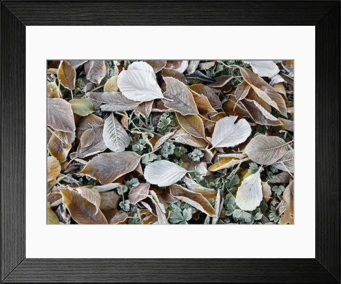 Framed Print : Frost covered leaves, Gloucestershire, England, United Kingdom, Europe Framed Print : Frost covered leaves, Gloucestershire, England, United Kingdom, Europe