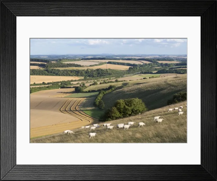 Framed Print : View over summer wheat fields and sheep from top of Beacon Hill, near Highclere, Hampshire Framed Print : View over summer wheat fields and sheep from top of Beacon Hill, near Highclere, Hampshire