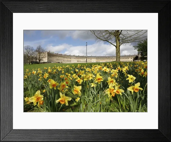 Framed Print : Spring daffodils in front of Georgian style terraced houses of Royal Crescent, Bath Framed Print : Spring daffodils in front of Georgian style terraced houses of Royal Crescent, Bath