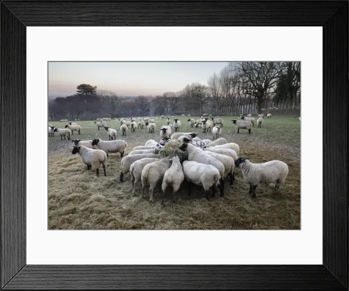 Framed Print : Field of sheep feeding on hay in winter, Burwash, East Sussex, England, United Kingdom Framed Print : Field of sheep feeding on hay in winter, Burwash, East Sussex, England, United Kingdom