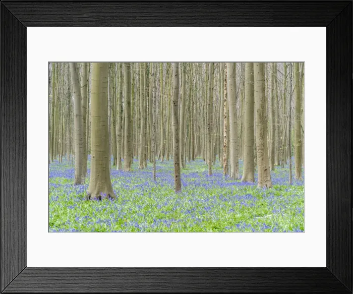 Framed Print : Beechwood with bluebell flowers on the ground, Halle, Flemish Brabant province, Flemish region Framed Print : Beechwood with bluebell flowers on the ground, Halle, Flemish Brabant province, Flemish region