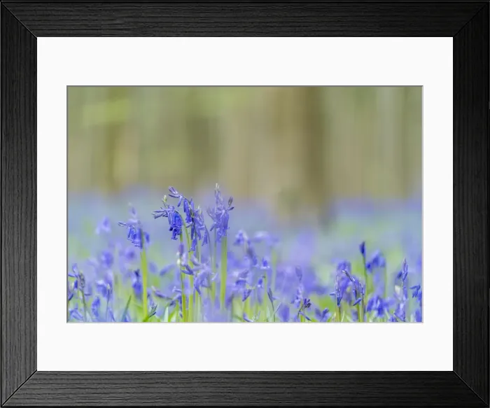 Framed Print : Close-up of bluebell flowers, Halle, Flemish Brabant province, Flemish region, Belgium Framed Print : Close-up of bluebell flowers, Halle, Flemish Brabant province, Flemish region, Belgium