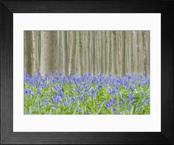 Framed Print : Beechwood with bluebell flowers on the ground, Halle, Flemish Brabant province, Flemish region Framed Print : Beechwood with bluebell flowers on the ground, Halle, Flemish Brabant province, Flemish region
