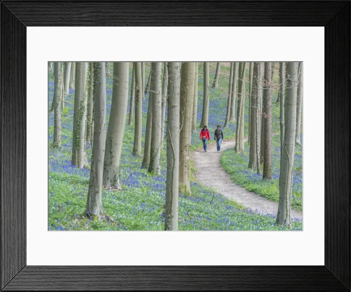 Framed Print : Two people walking on a pathway in a beechwood with bluebell flowers on the ground Framed Print : Two people walking on a pathway in a beechwood with bluebell flowers on the ground