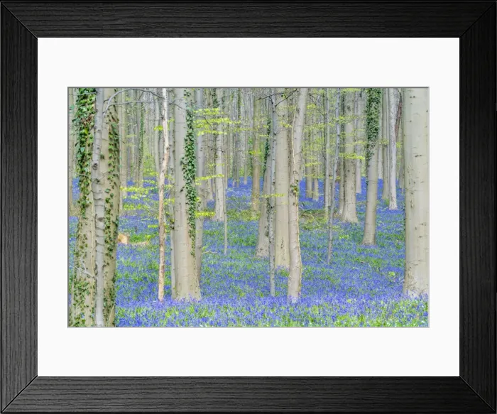 Framed Print : Beechwood with bluebell flowers on the ground, Halle, Flemish Brabant province, Flemish region Framed Print : Beechwood with bluebell flowers on the ground, Halle, Flemish Brabant province, Flemish region