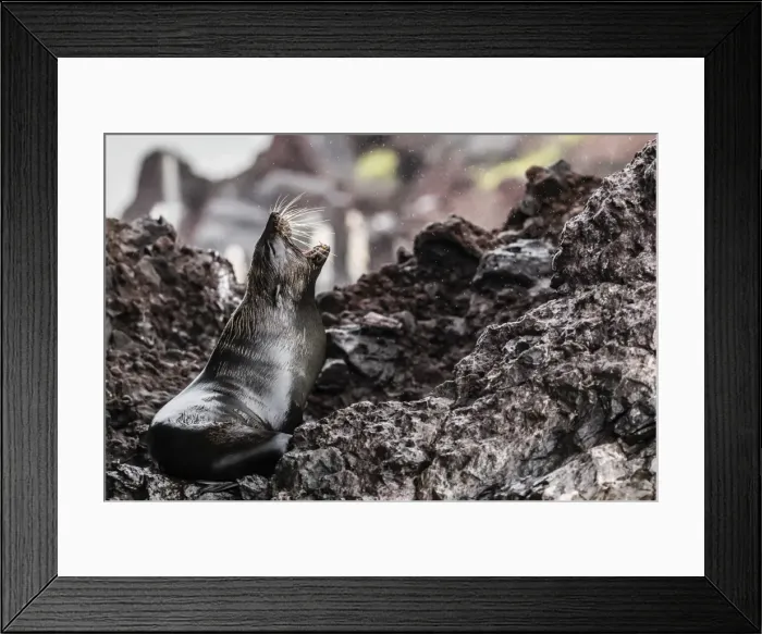 Framed Print : Adult Galapagos fur seal (Arctocephalus galapagoensis), hauled out on Santiago Island Framed Print : Adult Galapagos fur seal (Arctocephalus galapagoensis), hauled out on Santiago Island